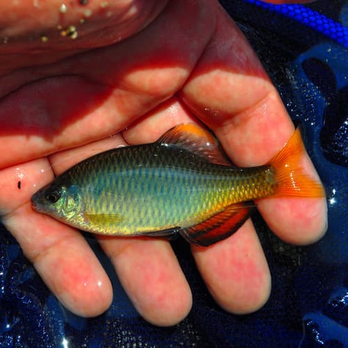 Korean Oily Bitterling