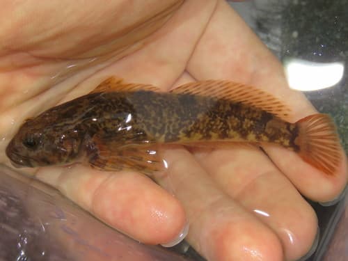 Korean Sculpin