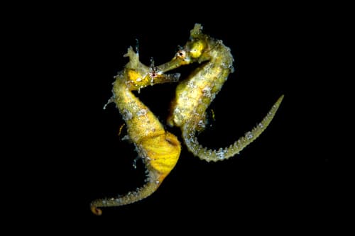 Korean Seahorse