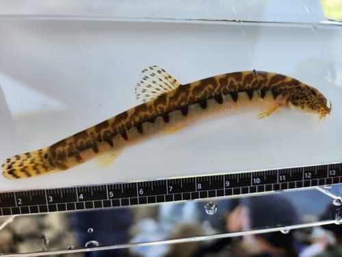 Korean Spined Loach