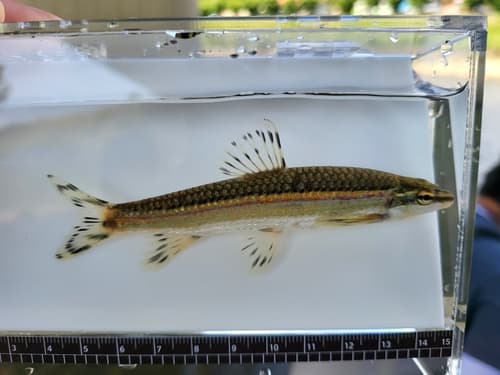 Korean Splendid Dace