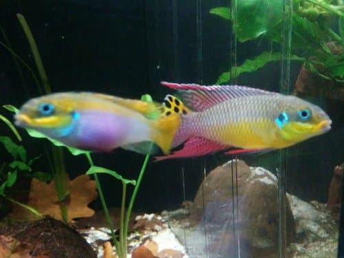 Kribensis Cichlid