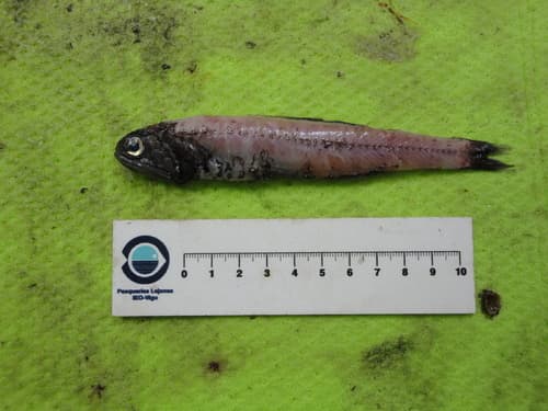 Kroyer's Lanternfish