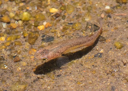 Kryptolebias brasiliensis