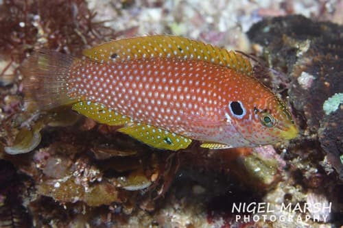 Kuiter's Wrasse