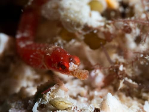 Kulbicki's Pipefish