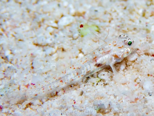 Kuna Goby