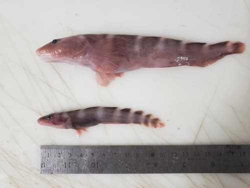 Lütken's Eelpout