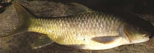 Labeobarbus intermedius