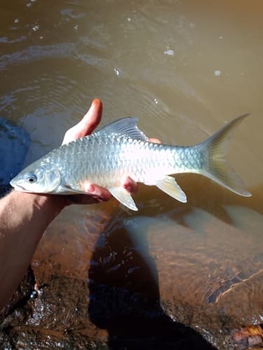 Sharp-snouted Yellowfish