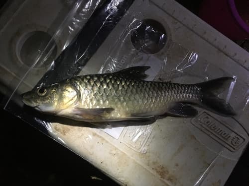 Labeobarbus progenys