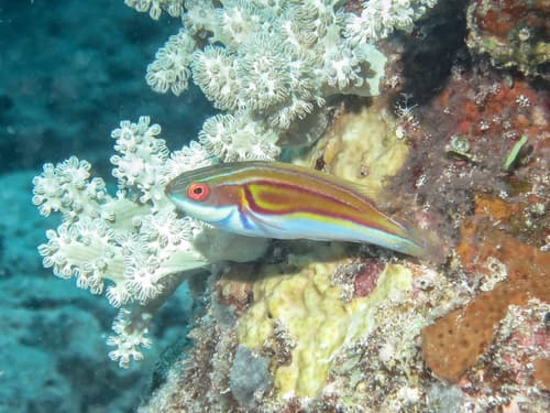 Laboute's Wrasse