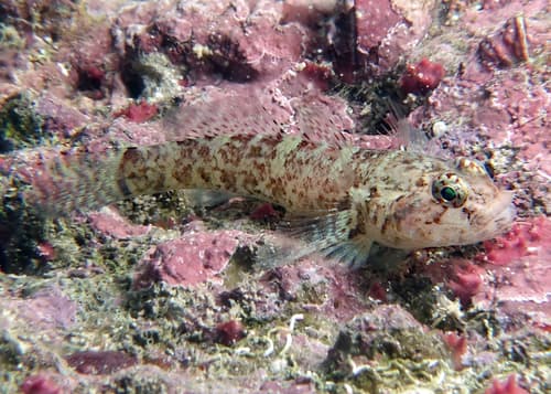 Ladd's Frillgoby