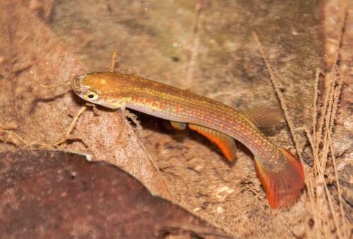 Laimosemion rectocaudatum