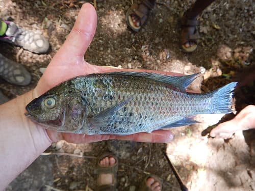 Lake Chala Tilapia