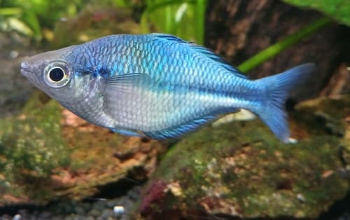 Lake Kutubu Rainbowfish