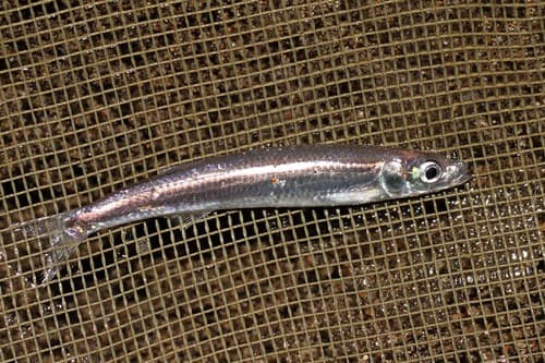 Lake Malawi Sardine