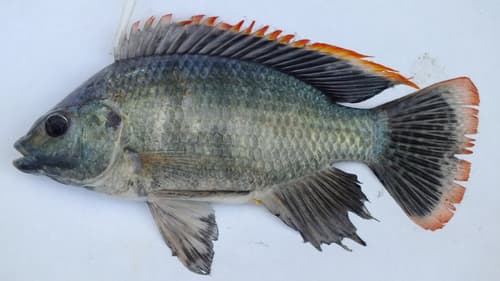 Lake Rukwa Tilapia