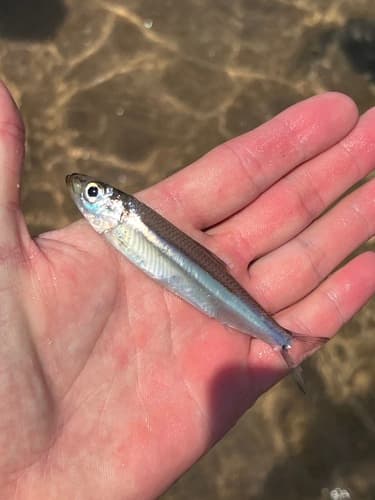 Lake Tanganyika Sardine