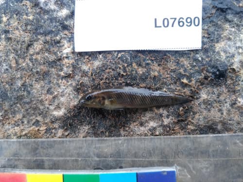 Lamprologus mocquardi