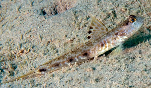 Lanceolate Shrimpgoby