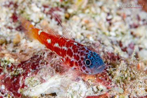 Lantana Pygmygoby
