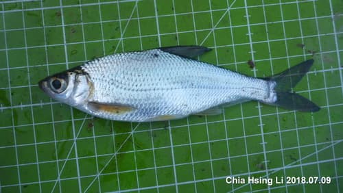 Large-eye Chinese Bream