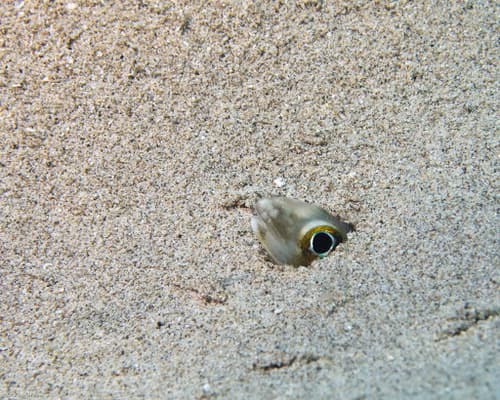 Large-eye Conger