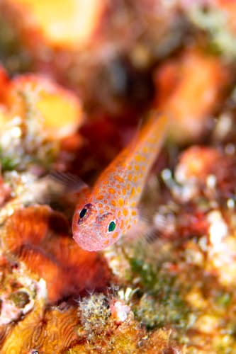 Large-eye Pygmygoby
