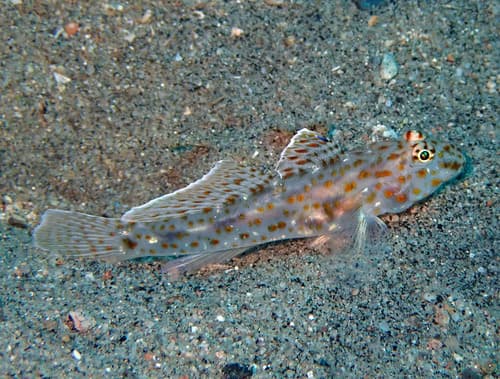 Large Sandgoby