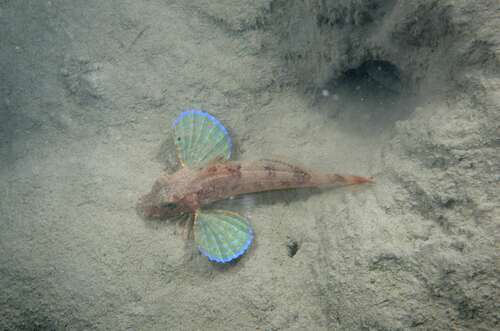 Large-scale Gurnard