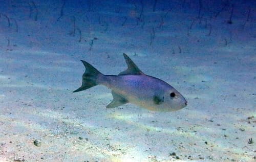 Large-scale Triggerfish