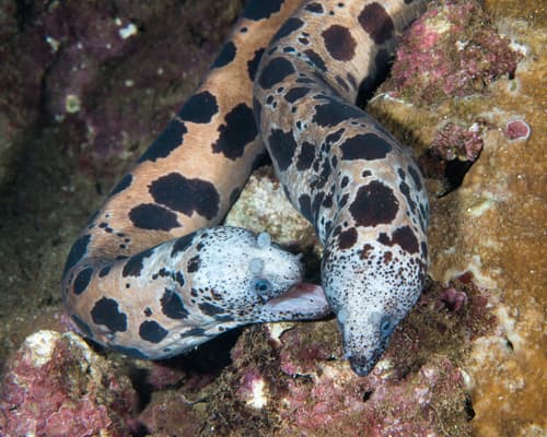 Large-spotted Snakemoray