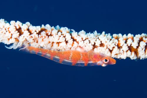 Large Whipgoby