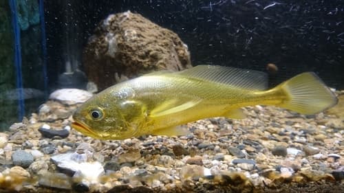 Large Yellow Croaker