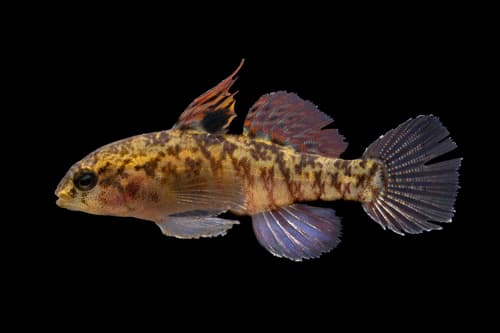 Largemouth Goby