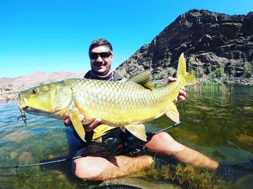 Largemouth Yellowfish