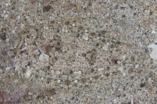 Largescale Dwarf Flounder