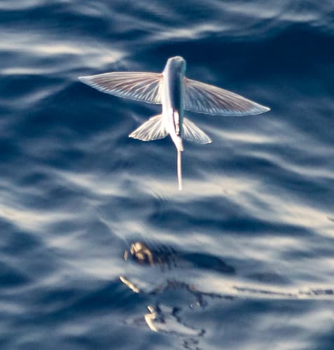 Largescale Flyingfish