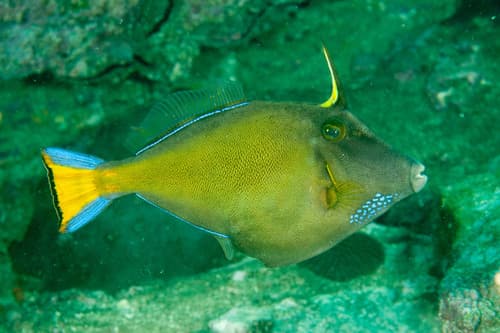 Largescale Leatherjacket