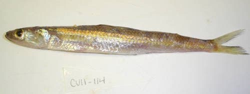 Largescale Lizardfish