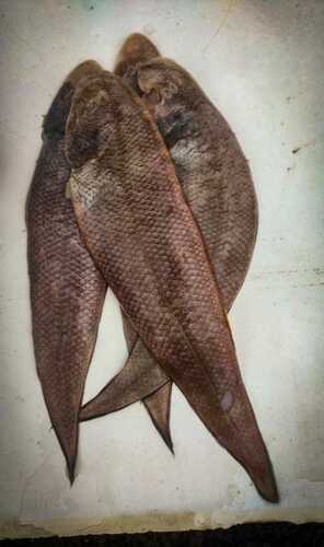 Largescale Tonguesole