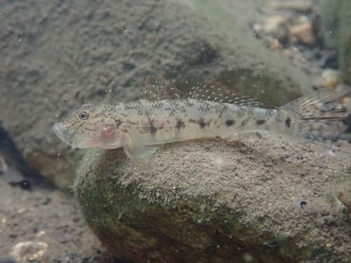 Largesnout Goby