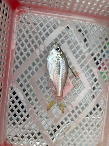 Largespined glassfish