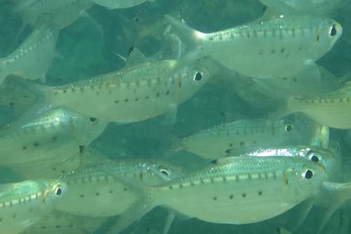 Largespotted Herring