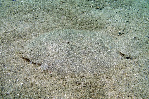 Largetooth Flounder