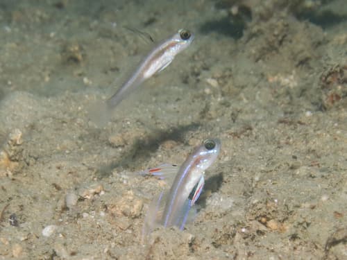 Larson's Shrimpgoby