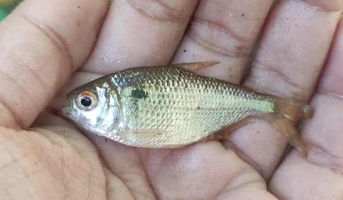 Mexican Tetra