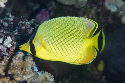 Lattice Butterflyfish