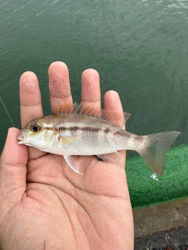 Lattice Monocle Bream